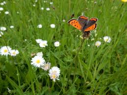 ecologisch bermbeheer spaart fauna en flora